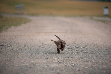Dachshund puppy running on a dust road