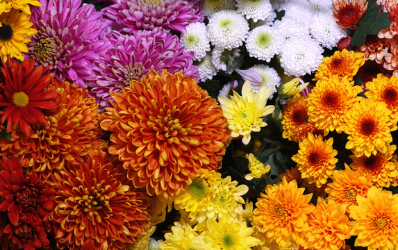 Flowers wall background with amazing red, orange, pink, purple,green and white chrysanthemum flowers, hand made Wedding decoration, Valentine background. Colorful flowers mix. Pattern of flowers. 