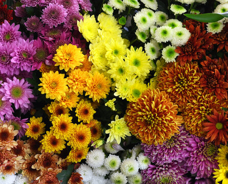 Flowers wall background with amazing red, orange, pink, purple,green and white chrysanthemum flowers, hand made Wedding decoration, Valentine background. Colorful flowers mix. Pattern of flowers. 