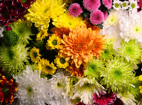 Flowers wall background with amazing red, orange, pink, purple,green and white chrysanthemum flowers, hand made Wedding decoration, Valentine background. Colorful flowers mix. Pattern of flowers. 