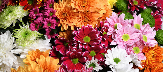 Flowers wall background with amazing red, orange, pink, purple,green and white chrysanthemum...