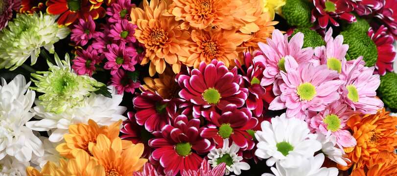 Flowers wall background with amazing red, orange, pink, purple,green and white chrysanthemum flowers, hand made Wedding decoration, Valentine background. Colorful flowers mix. Pattern of flowers. 