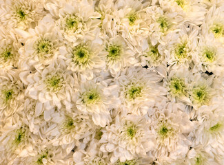 Flowers wall background with amazing white chrysanthemum flowers, hand made Wedding decoration, white flower background. flowers mix. Pattern of white flowers. hand made. No AI