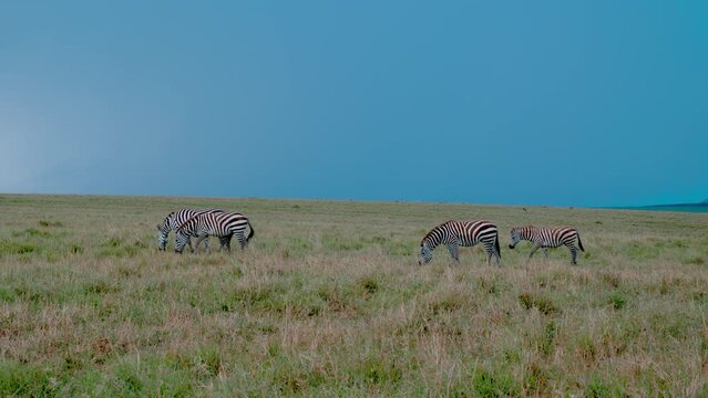 A herd of zebr in the grass of the savannah in kenya