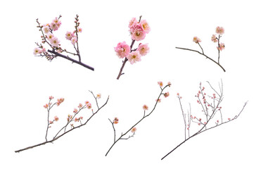 collection of plum blooming flowers isolated on white background