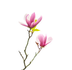 pink magnolia flower spring branch isolated on white background