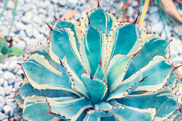 Green Leaves of agave in the garden