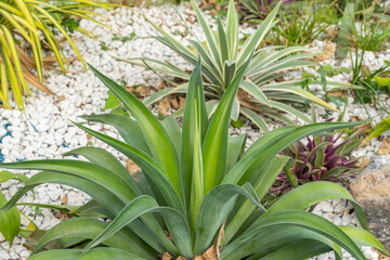 Green Leaves of agave in the garden