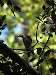 Fototapeta premium Chestnut-tailed Starling, Finds prey, which are insects and other small animals, in the treetops.