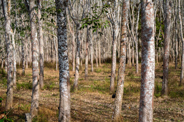 Rubber trees in rubber plantations farmers.