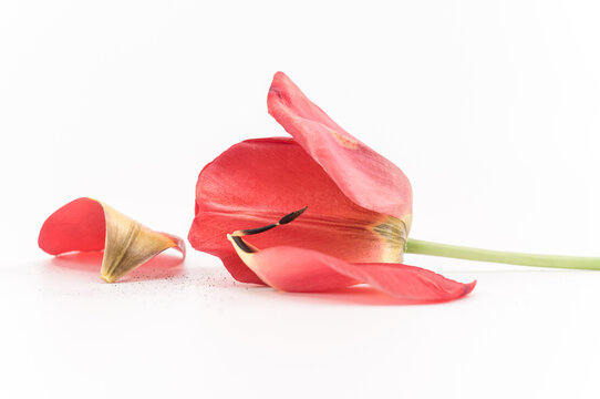 immagine in primo piano di fiore di tulipano sfaldato con stelo e petali, sfondo bianco