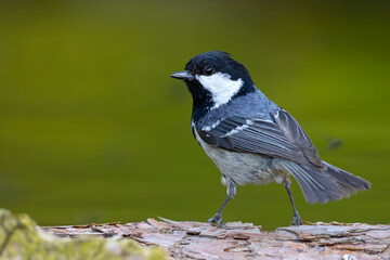 Sosnówka (Periparus ater) © Grzegorz