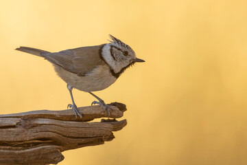 Czubatka (Lophophanes cristatus)