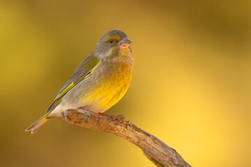 dzwoniec (Chloris chloris) © Grzegorz