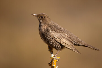 Drozd obrożny (Turdus torquatus) © Grzegorz
