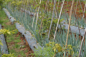 The concept of traditional leek plantations uses bamboo stakes