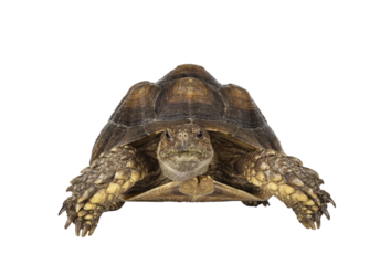 Sulcata Tortoise aka Centrochelys sulcata Standing facing front. Looking towards camera. Isolated cutout on transparent background.