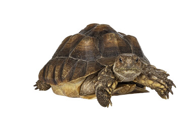 Female Sulcata Tortoise aka Centrochelys sulcata, laying down facing front. Looking straight to camera. Isolated cutout on transparent background.