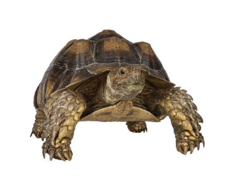 Male Sulcata Tortoise aka Centrochelys sulcata, standing facing front high on legs. Looking beside camera. Isolated cutout on transparent background.