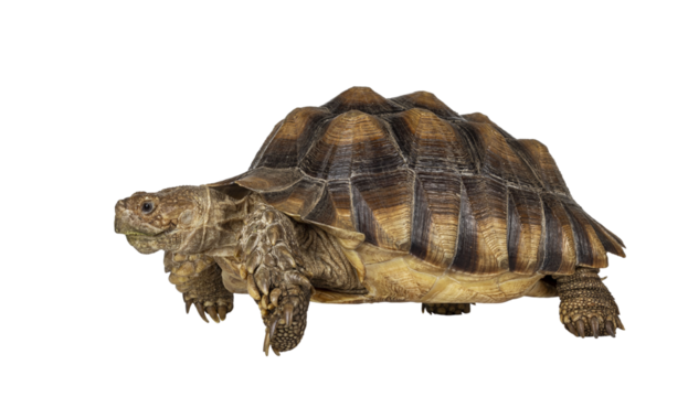 Male Sulcata Tortoise aka Centrochelys sulcata, standing side ways high on legs. Looking away from camera. Isolated cutout on transparent background.