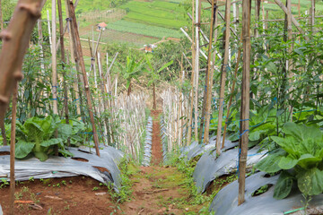 the concept of modern mustard and chili farming using the intercropping method and using plastic mulch