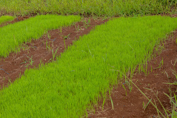 close up of green rice seedbed on flat ground