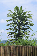 close up Dracaena fragrans (cornstalk dracaena) green