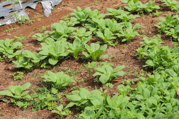 close up of fresh green pak choy plantation with brown soil
