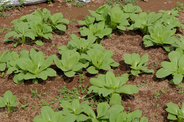 close up of fresh green pak choy plantation with brown soil