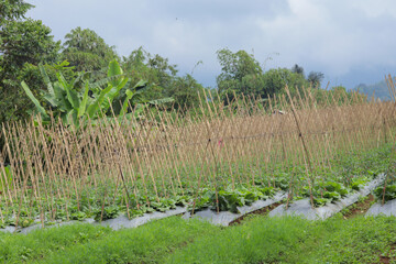 the concept of modern mustard and chili farming using the intercropping method and using plastic mulch