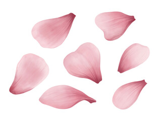 Watercolor rose petals. Set of design elements. Transparent background.