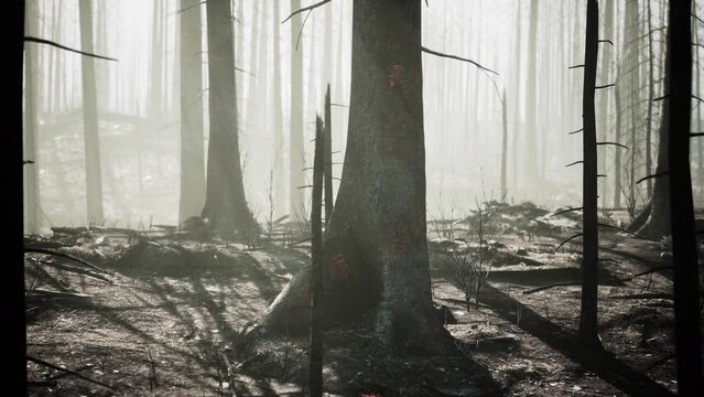 forest with smoke arter fire