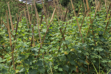 closeup of cucumber planting method using climbing poles