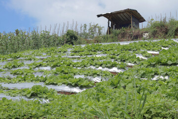 Traditional white mustard or Chinese cabbage farming concept, with lines drawn