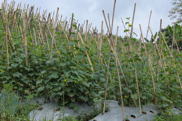 closeup of cucumber planting method using climbing poles
