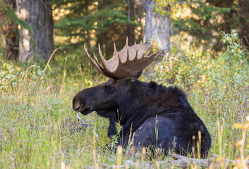 Shiras Moose Bull During the Rut in Autumn in Wyoming