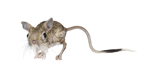 Senior greater Egyptian jerboa aka Jaculus orientalis, standing facing front Looking straight to camera. Isolated cutout on a transparent background.