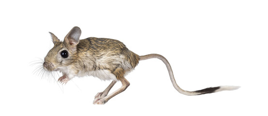 Senior greater Egyptian jerboa aka Jaculus orientalis, standing side ways. Looking away from...