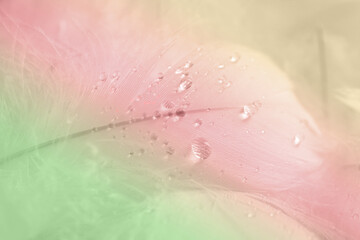 Fototapeta premium Beautiful fluffy feathers with water drops on white background, closeup. Color toned
