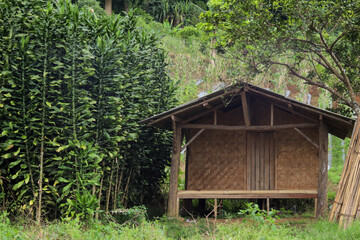 traditional house concept made from woven bamboo surrounded by green Cordyline fruticosa plants