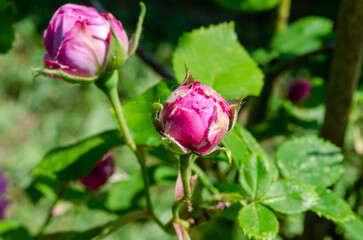 pink rose bud