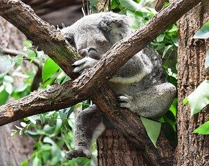 Schlafender Koalabär in einem Baum