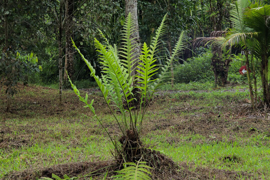 "Aglaomorpha fortunei fern growing in a natural forest setting. Lush green fronds, terrestrial plant, and tropical environment