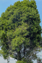 A close-up image of a clove tree showcasing detailed leaves and budding cloves, ideal for agricultural and botanical projects, as well as nature enthusiasts.