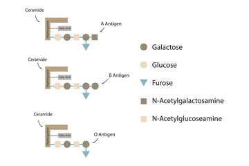 Diagram of O, A and B antigens on a ceramide - blood type determining oligosaccharide yellow Scientific vector illustration.