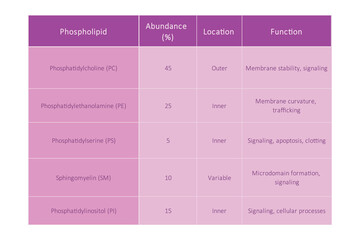 Table showing Phospholipids types, membrane abundance, location, function and dietary sources - including PC, PE, PS, SM, cholesterol. Purple scientific vector illustration.