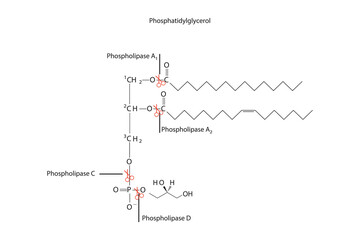 Diagram showing cleavage sites of phospholipases - PLA1, PLA2, PLC, PLD - molecular structure of Phosphatidylglycerol  Scientific vector illustration.