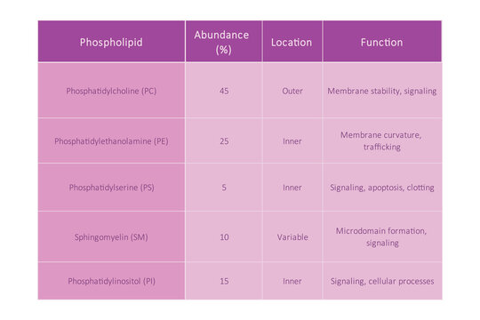 Table showing Phospholipids types, membrane abundance, location, function and dietary sources - including PC, PE, PS, SM, cholesterol. Purple scientific vector illustration.