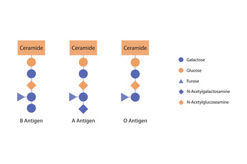 Diagram of O, A and B antigens on a ceramide - blood type determining oligosaccharide orange and purple Scientific vector illustration.