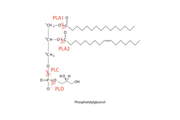Diagram showing cleavage sites of phospholipases - PLA1, PLA2, PLC, PLD - molecular structure of Phosphatidylglycerol  Scientific vector illustration.